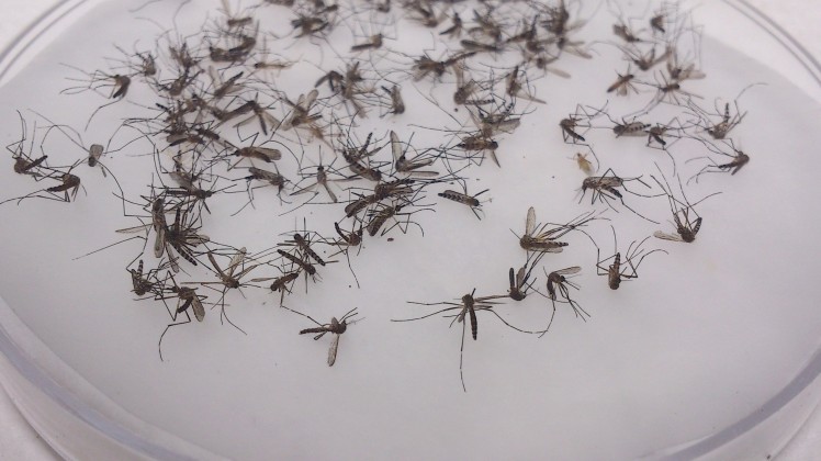 mosquito 2